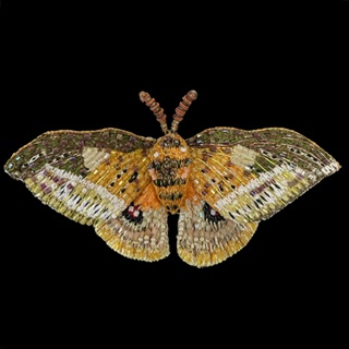 Trovelore Emperor Automaria Moth Embellished Pin