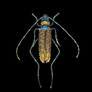 Trovelore Aphrodisium Beetle Embellished Pin